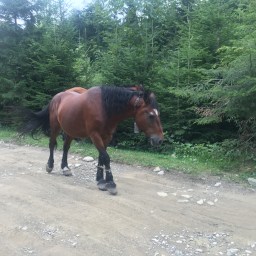 The Delta Between Expectations and Reality: Anxiety in Lviv